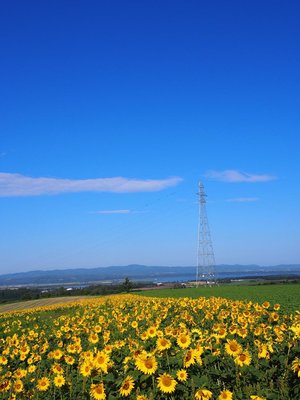 🌻 오조라정 해바라기밭 (오조라초 히마와리바타케)